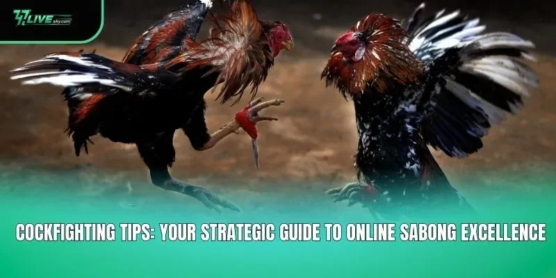 Cockfighting Tips