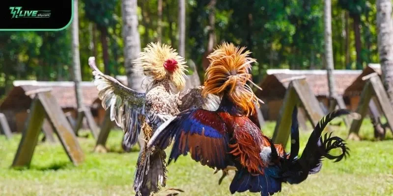 Essential Cockfighting Tips for Beginners and Pros